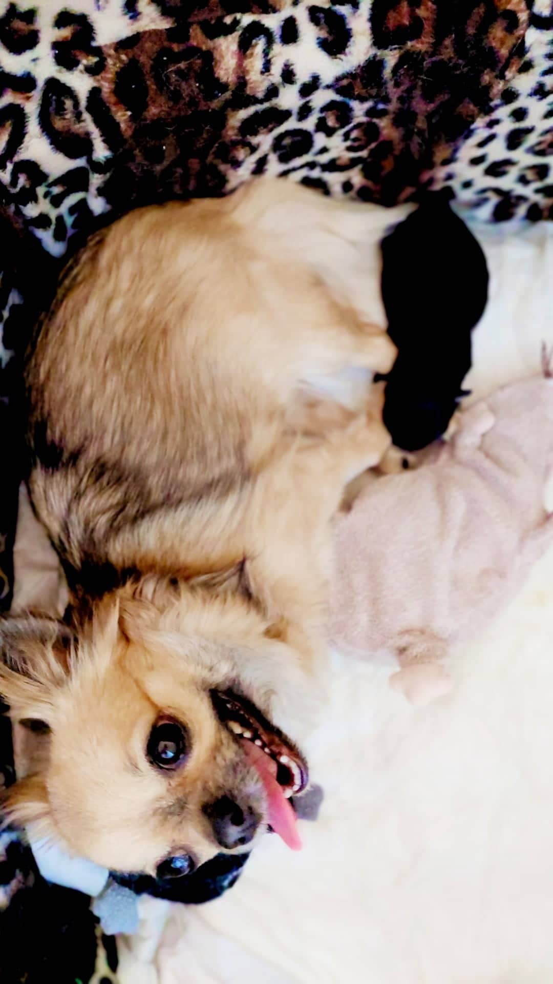 Když máte sourozence pouze plyšové