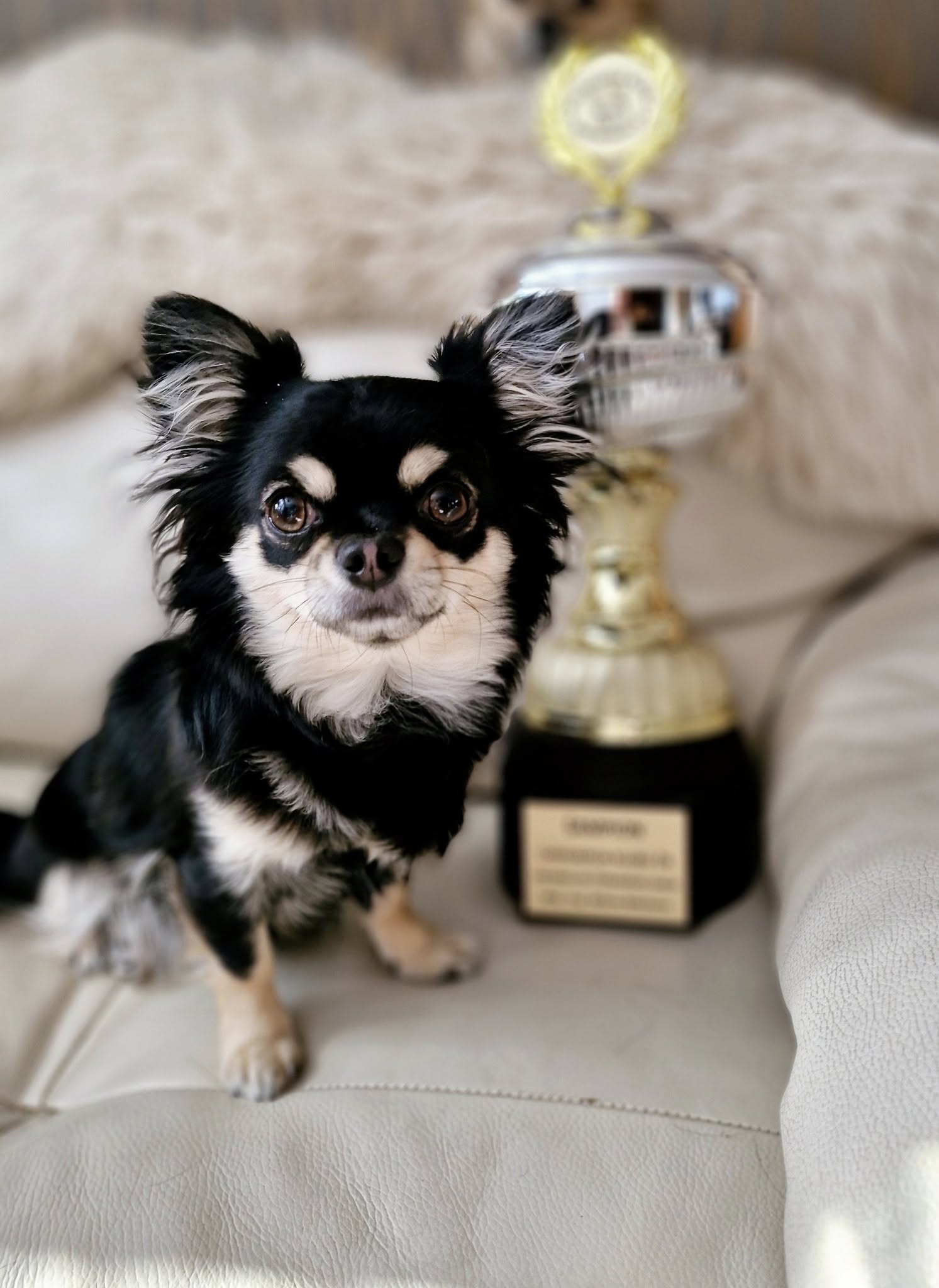 Enigma klubový šampion