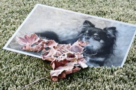 loonapix_17520026171083580630.jpg