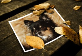 loonapix_175207880366163239.jpg